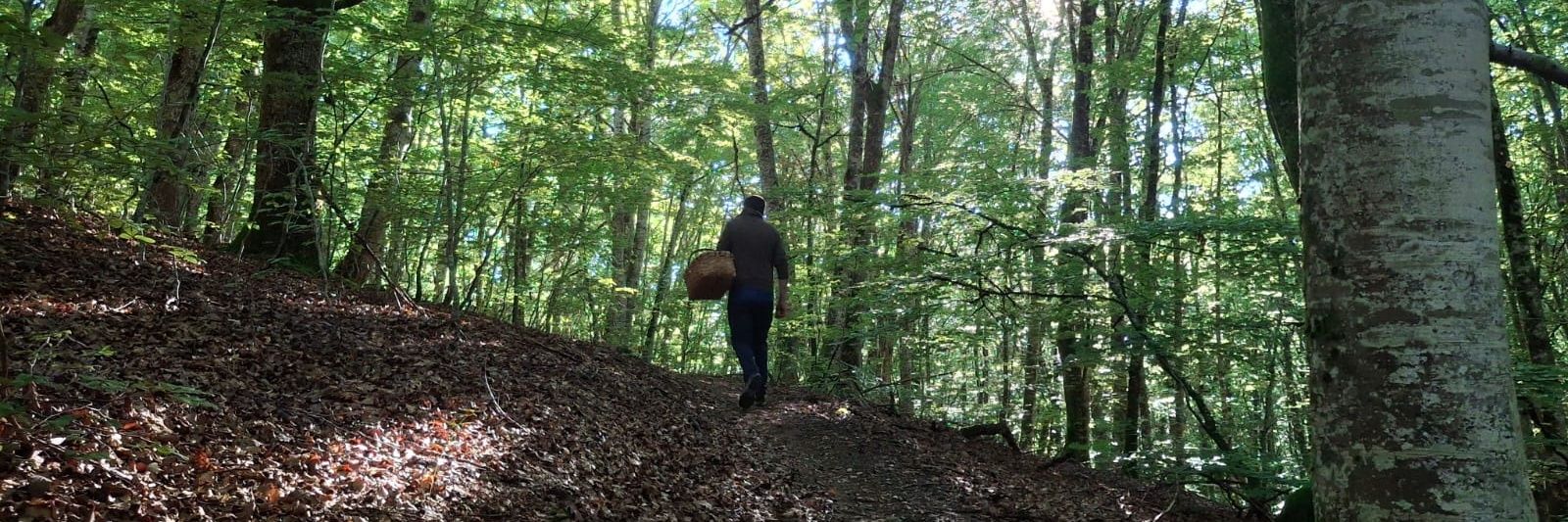 Mushrooms guide 🍄 banner