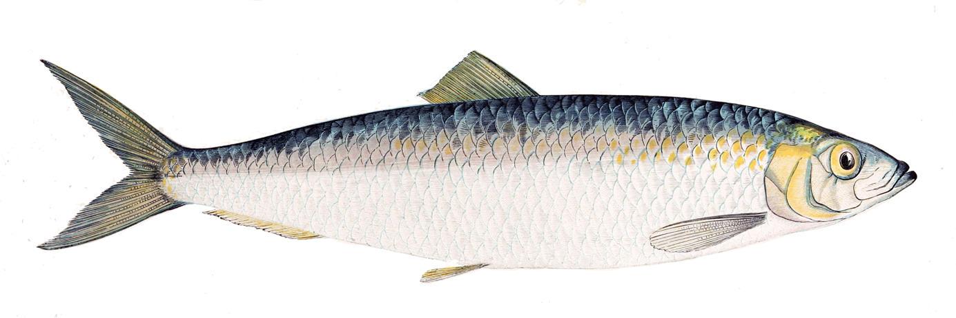 fffisch's profile banner image