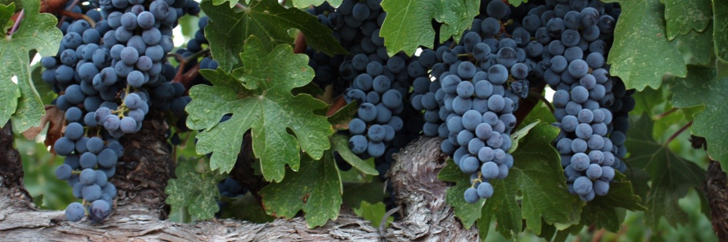 winediveks's profile banner image