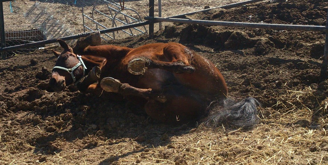 Srta Cerrillo Schez banner