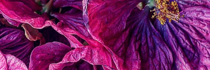 emerald! 🔮🌺 banner