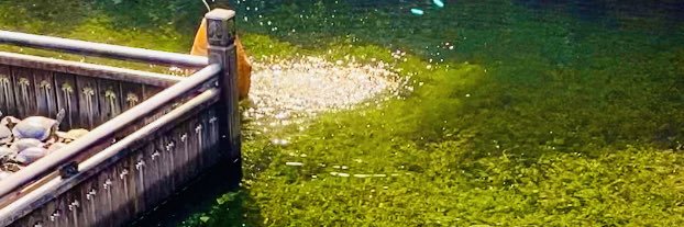 是喜欢小鱼的龙龙 banner