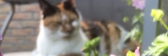 ToondeJonge's profile banner image