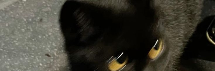 yutieei's profile banner image