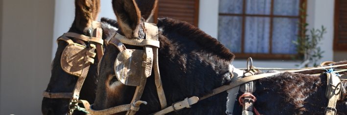 CalitzdorpR62's profile banner image