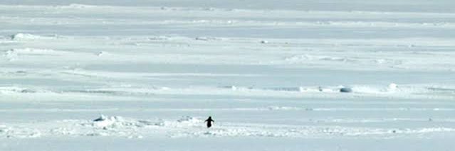 bintang laut | anabulnya.onti banner