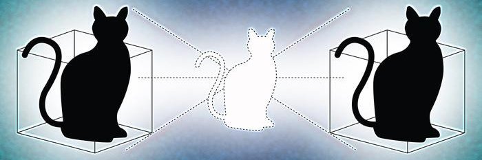 Cat In A Box banner
