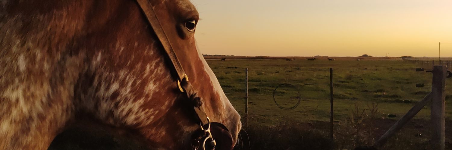 DiCabot's profile banner image