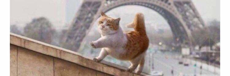 The Street Life of Zack & Cody banner