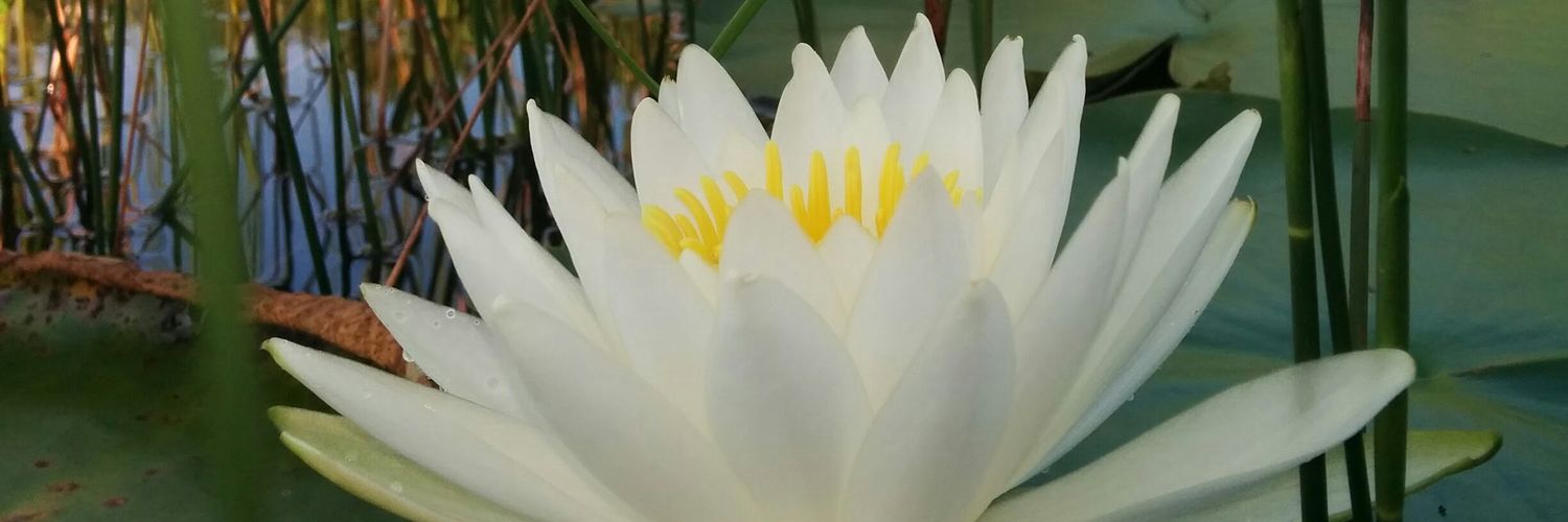 JorgeapenaP's profile banner image