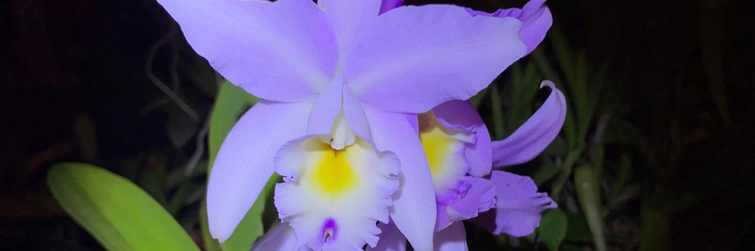 MichaelBellan16's profile banner image