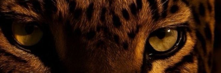 gbarrosopsi's profile banner image