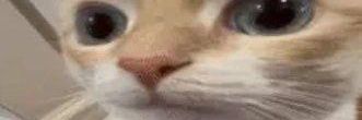 spurkylee's profile banner image