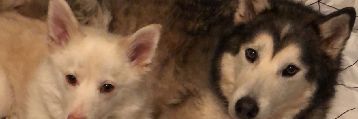 meredixx's profile banner image