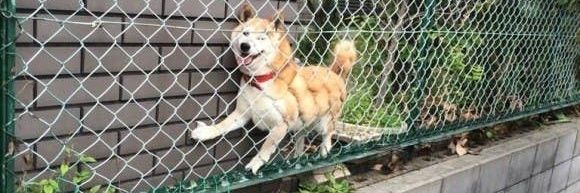 69dogecoinz's profile banner image
