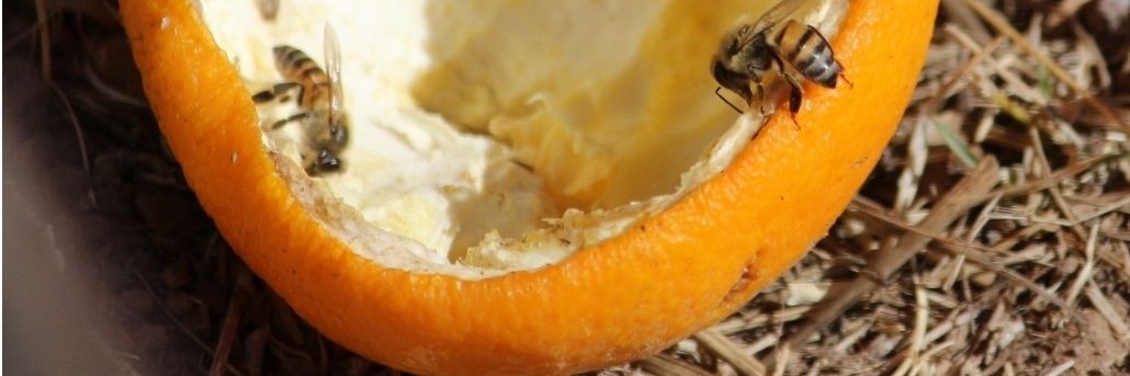 OrangeUGlad banner