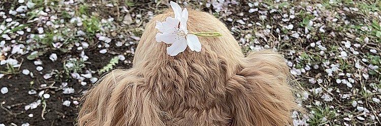 usariiko's profile banner image