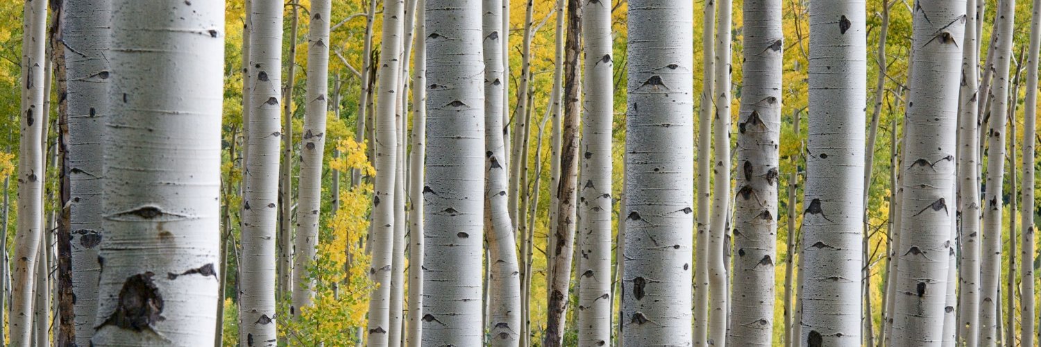 TreecallConsult's profile banner image