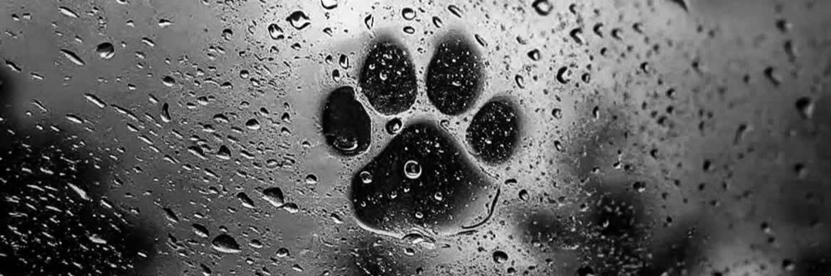 عطر الكلام 💚نخبوية 💚 banner