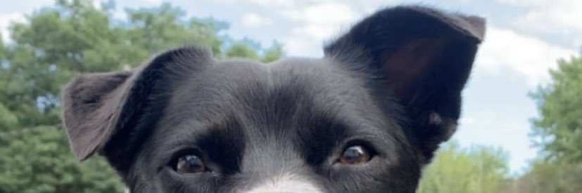 MichaelHoaglund's profile banner image