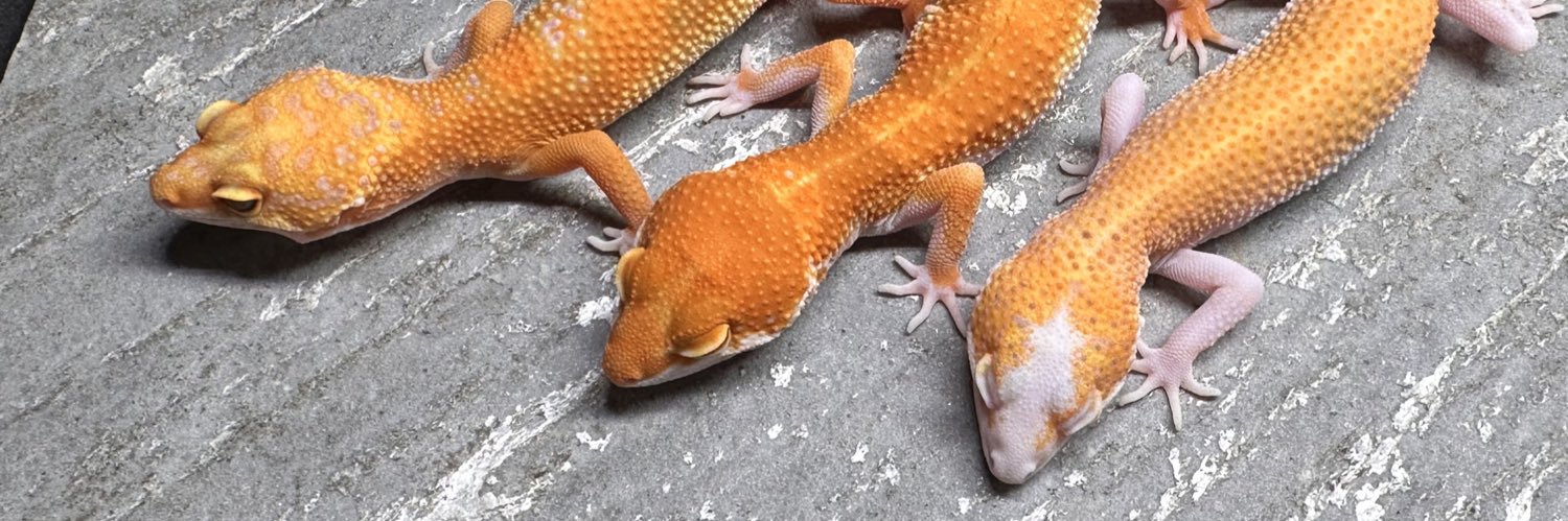 oru_geckos's profile banner image
