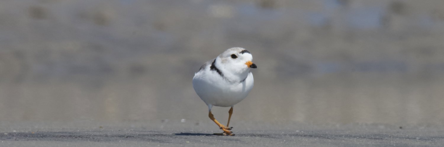 NYC Plover Project's banner