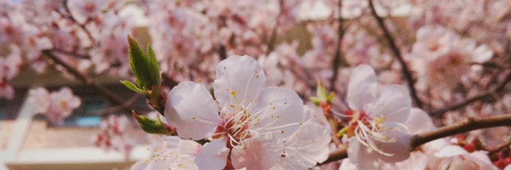 carrotcakers's profile banner image