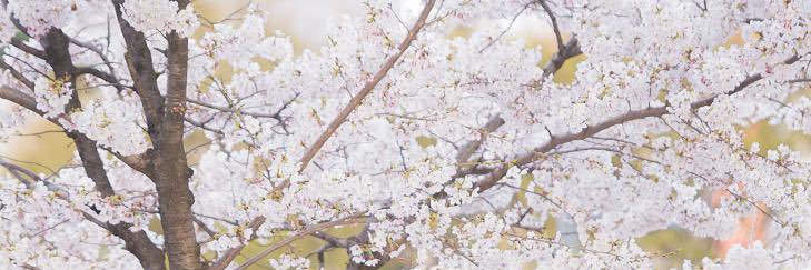 piyak🐣🍉 banner