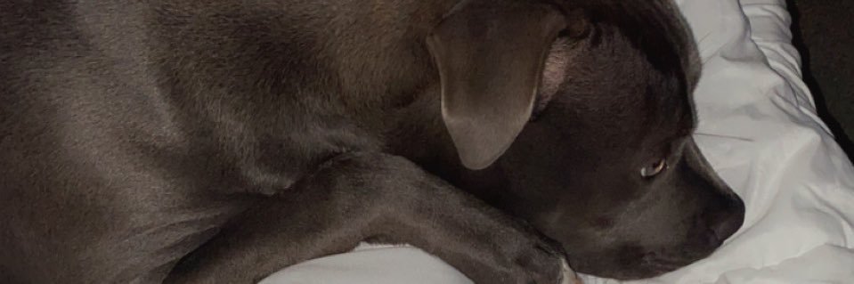 Rebecca Welfl banner