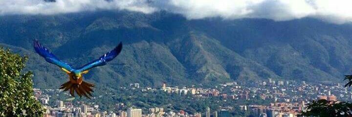 rositamemoli's profile banner image