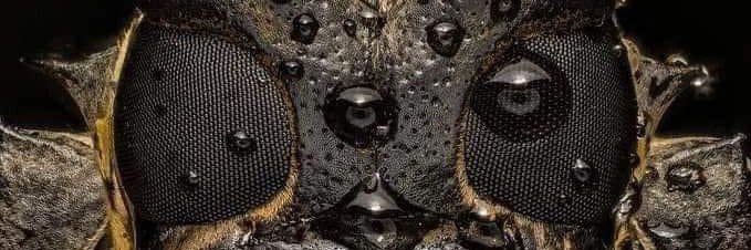 SaltyDog ⛵️ 🇦🇺🏴‍☠️₿🇲🇽✝️ banner