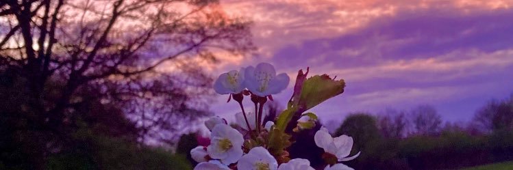 MochisWren's profile banner image