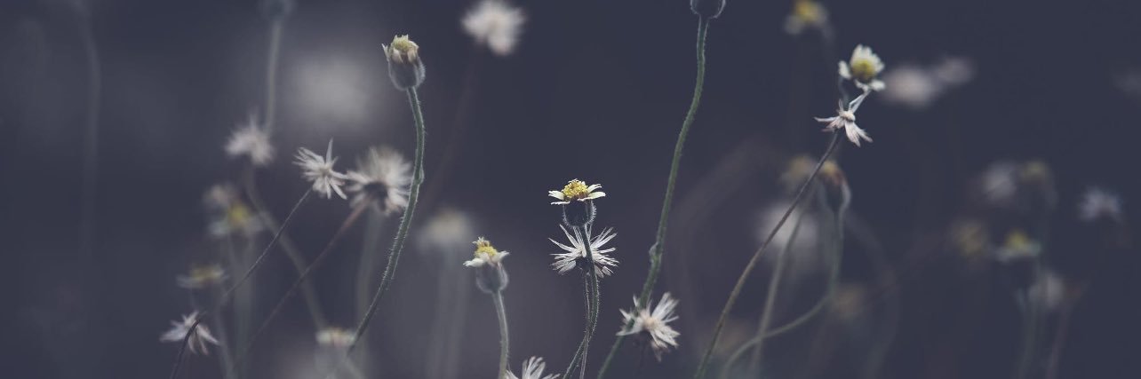 🌻 banner