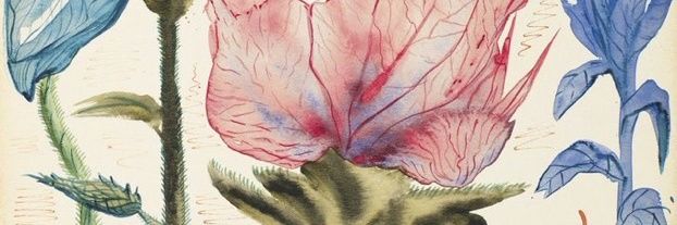 asa²⁴ banner