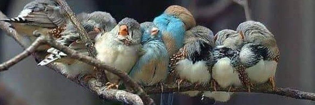 بقآيا نَص ... . banner