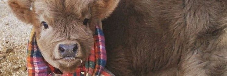 cowpacino banner