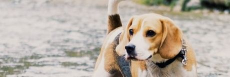 WiamJesus's profile banner image