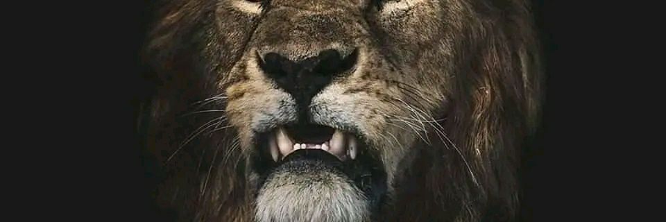 LobWar's profile banner image