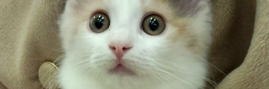 Mo_s_san's profile banner image