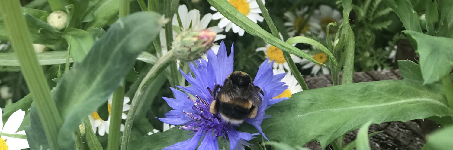 sharon collard banner