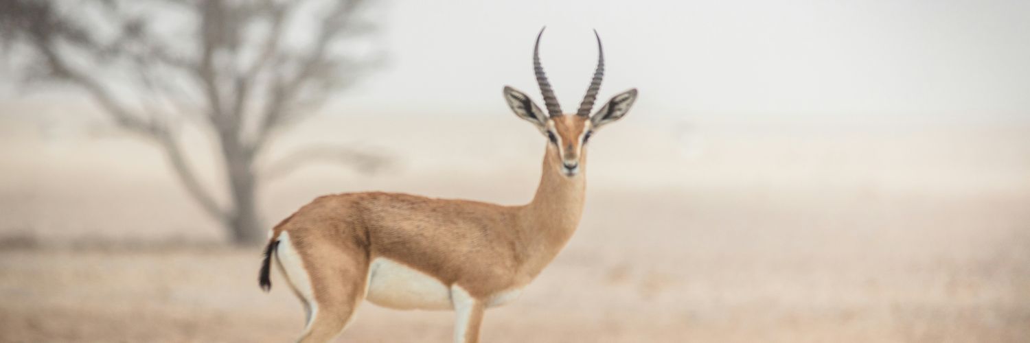 GheilaniAl's profile banner image