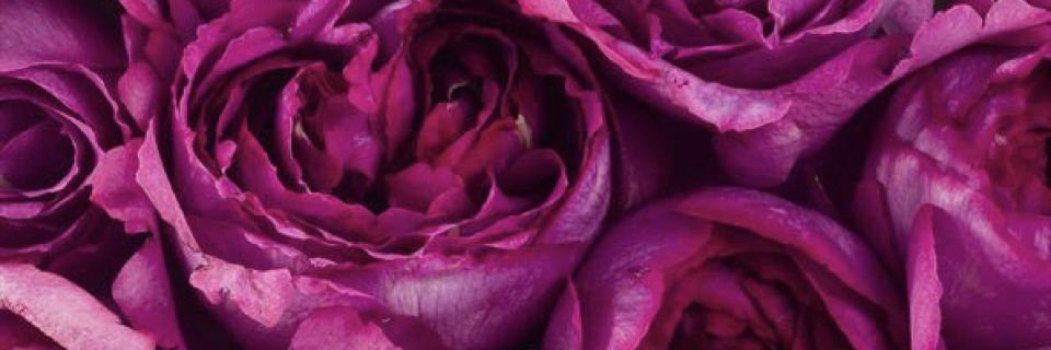 ☉Yaya☉ banner