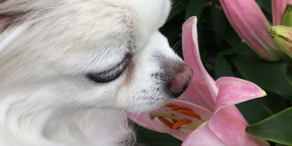 BECCHIs2lily's profile banner image
