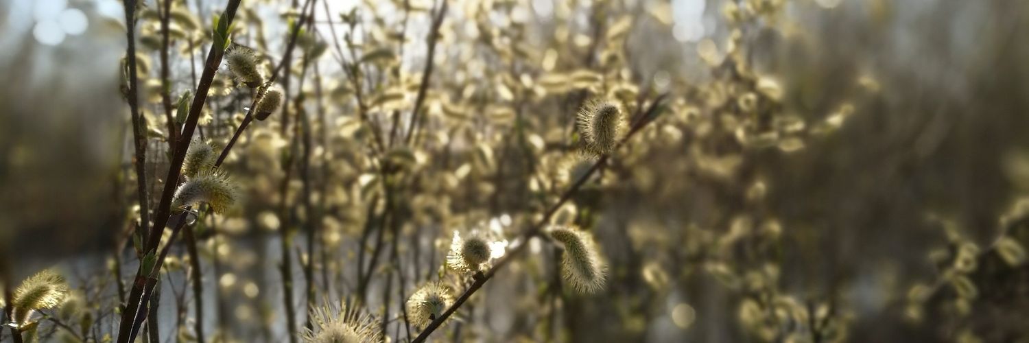 My_simplesmile's profile banner image