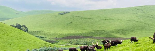 TruthfulInsigh Profile Banner