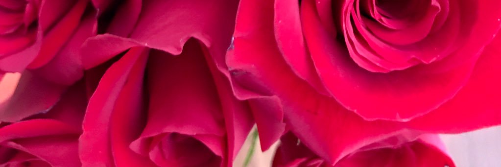 carolehmann's profile banner image