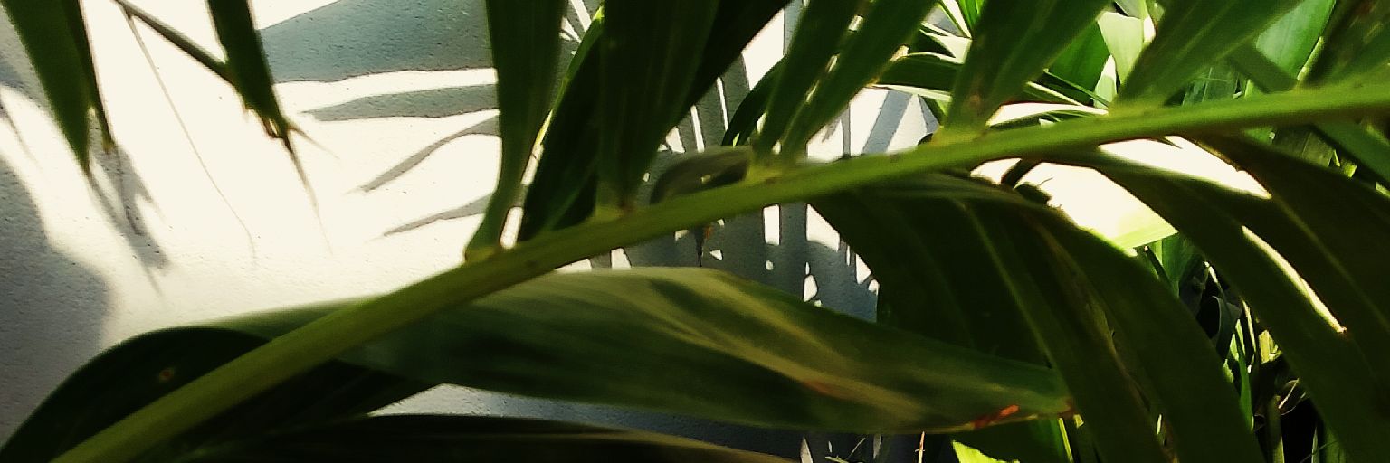 kalopsia101's profile banner image