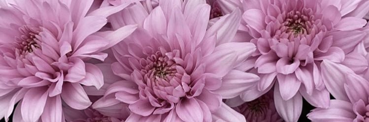 Veroquinteroa's profile banner image