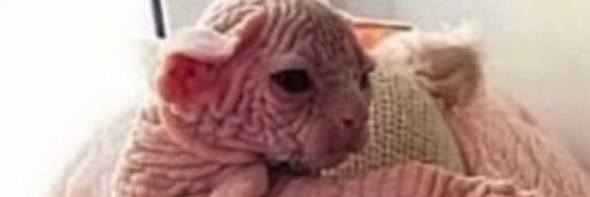 MGlorbus's profile banner image