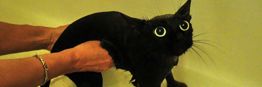 BlankStockDog's profile banner image